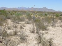 Desert in New Mexico's bootheel
